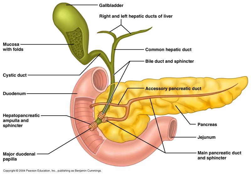 The Gallbladder Thin walled, green muscular sac on the ventral surface of the liver 3 4 long Inner mucosa has rugae Middle tunic muscularis with double smooth muscle layer EjecAon of bile into cysac