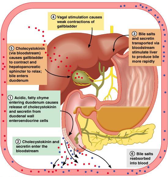Regula,on of Bile Release Duodenum is empty HepatopancreaAc sphincter (of Oddi) is closed Bile backs up into gall bladder Produced conanuously Acidic, fajy chyme causes the duodenum to release: