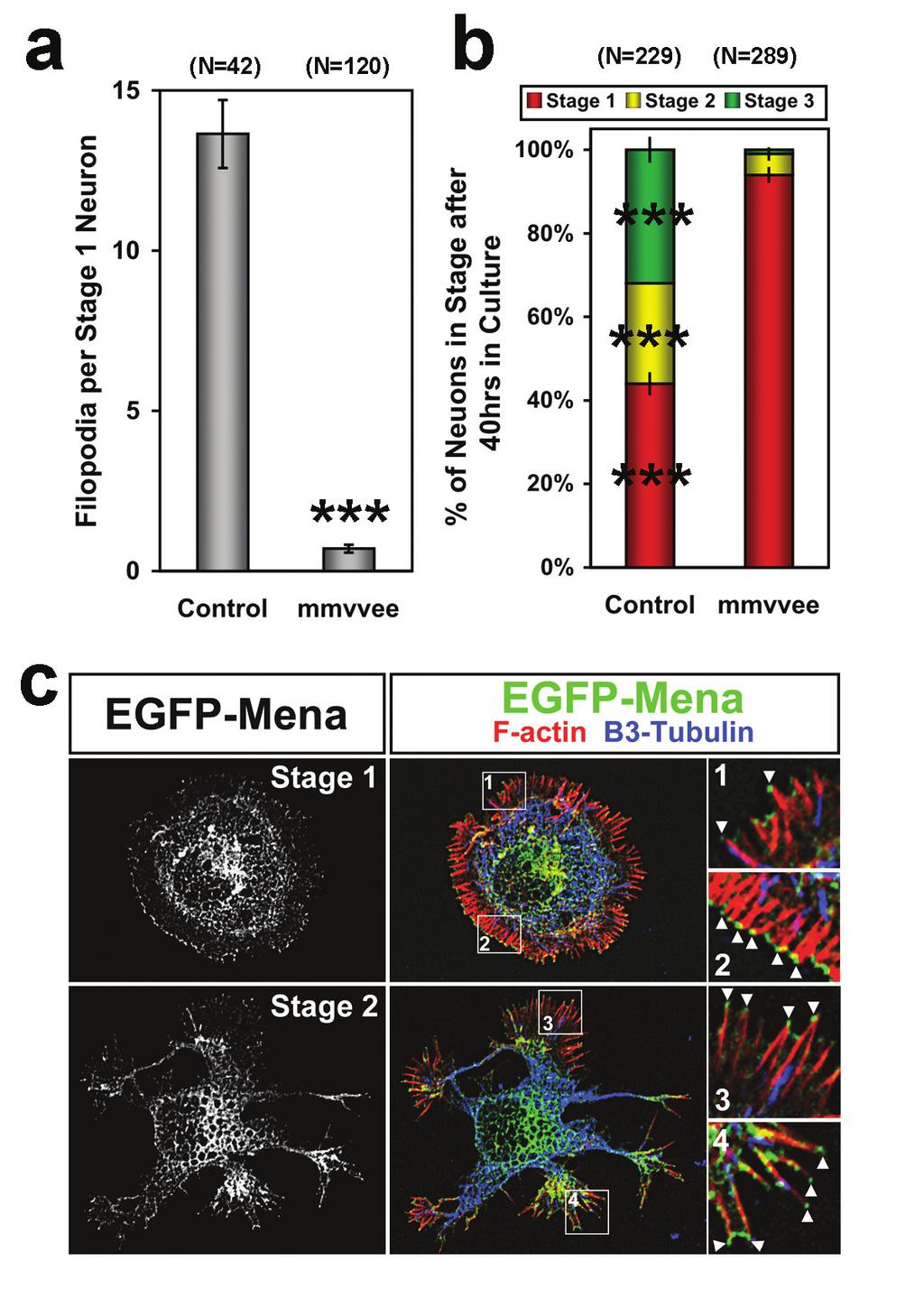 Figure S1. Loss of Ena/VASP proteins inhibits filopodia and neuritogenesis. (a) Bar graph of filopodia number per stage 1 control and mmvvee (Mena/ VASP/EVL-null) neurons at 40hrs in culture.