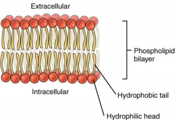 General physiology The study of the function of cells and the role of biomolecules that carry out these physiological functions Cell membrane and principles of cell communication Cell membranes and