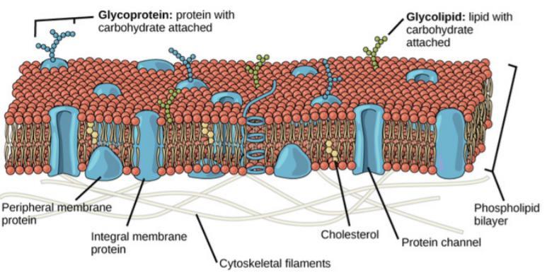 membranes o Membrane around lysozyme allows it to maintain acidity for reactions The plasma membrane: Phospholipid bilayer Has cholesterol and glycolipids (lipids with carbohydrates added) o Changes