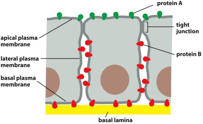 Membrane proteins: Most are transmembrane proteins (crosses the entire membrane) Some proteins are confined to specific membrane domains in epithelial cells separated by tight junctions o Apical