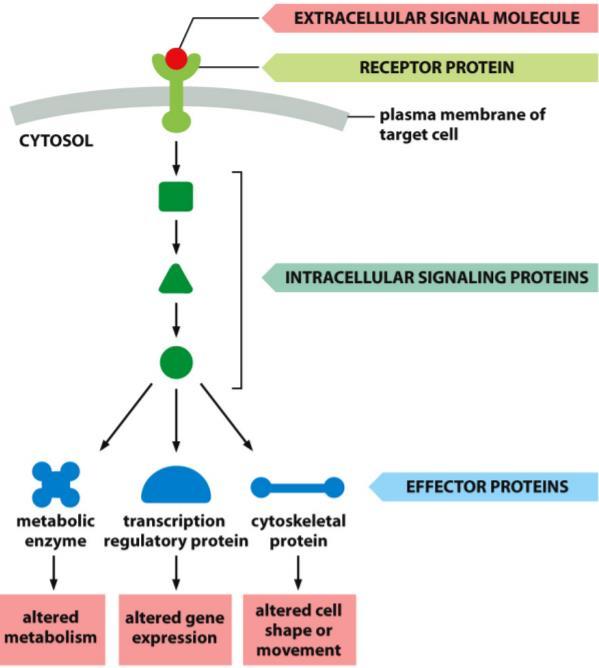 Cell signalling Can use cell surface receptors o Usually for large hydrophilic molecules that cannot pass into the cell Can use intracellular receptors o Usually for smaller/more lipophilic molecules