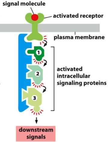 o Nicotinic ACh receptor = cation channel G protein-coupled receptors o 7 transmembrane domain receptors o Bind to trimeric G-protein α-subunit β-subunit γ-subunit o GDP bound when inactive o GTP