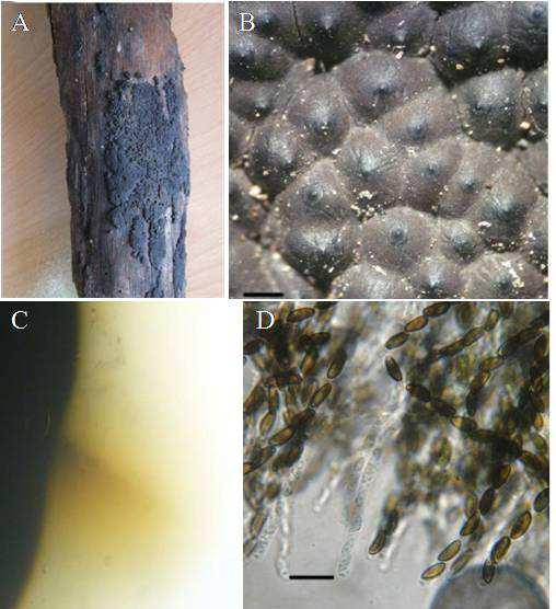 Rostaniha (Botanical Journal of Iran) Vol. 13 (2), 2012 205 / 205 Fig. 8. Annulohypoxylon moriforme var. microdiscum: A. Stromata on wood, B. Perithecia with ostiolar discs (Bar = 400 µm), C.