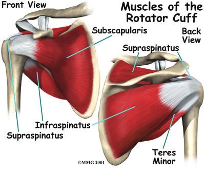 The shoulder is made up of three bones: the scapula (shoulder blade), the humerus (upper arm bone), and the clavicle (collarbone).