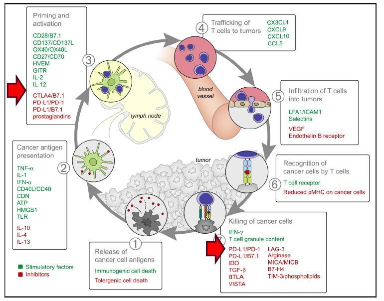 Immune response cycle Check Point