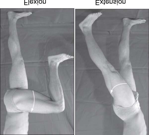 Movements Hip flexion movement of femur straight anteriorly toward pelvis Hip extension movement of the femur straight posteriorly