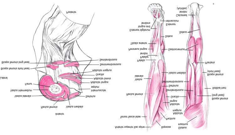 Muscles Seven two-joint muscles have one action at hip and another at knee