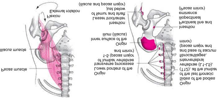 Iliopsoas Muscle Flexion of hip External rotation of femur Transverse pelvic rotation contralaterally when