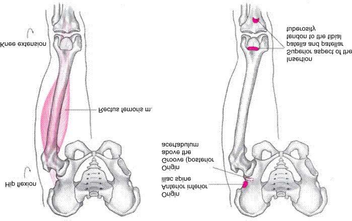 Rectus Femoris Muscle Flexion of hip Extension of knee Anterior pelvic