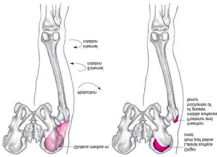Gluteus Medius Muscle Abduction of hip Internal rotation & flexion (anterior fibers) External rotation &