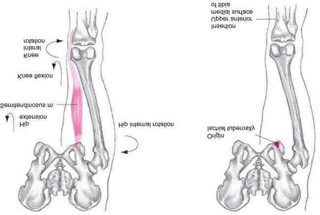 Semitendinosus Muscles Flexion of knee Extension of hip Internal rotation of hip Internal rotation of