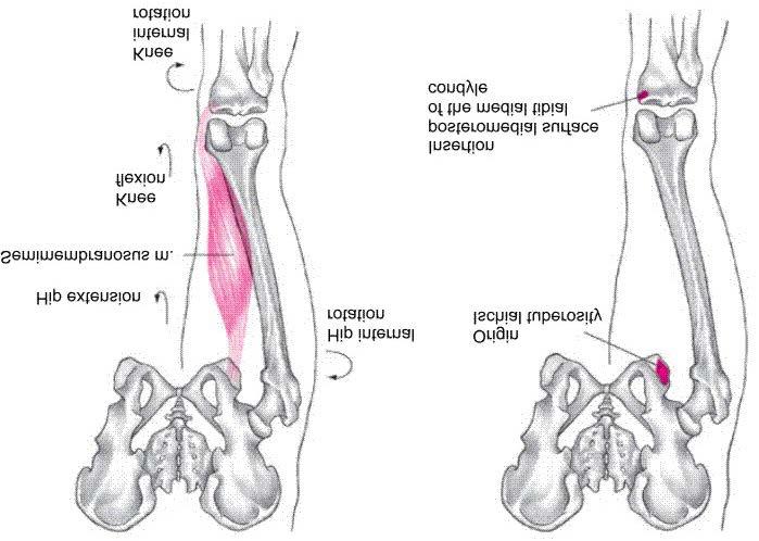 Semimembranosus Muscles Flexion of knee Extension of hip Internal rotation of hip Internal rotation of
