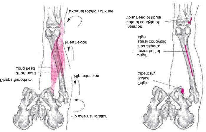 Biceps Femoris Muscles Flexion of knee Extension of hip External rotation of hip External rotation of