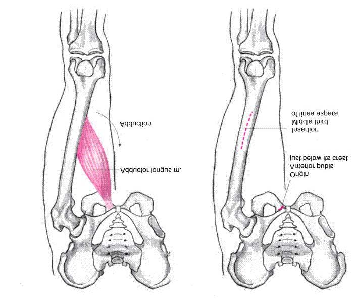Adductor Longus Muscles Adduction of hip Assists in flexion of hip