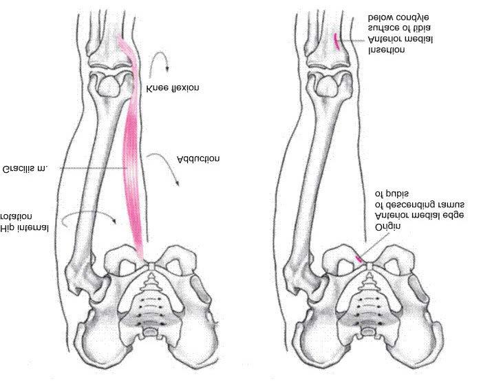 Gracilis Muscles Adduction of hip Weak flexion of knee Internal rotation of hip Assists