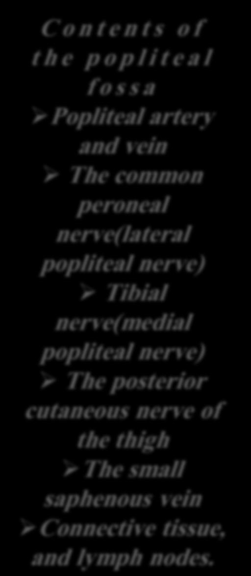 Tibial nerve(medial popliteal nerve) The posterior cutaneous nerve