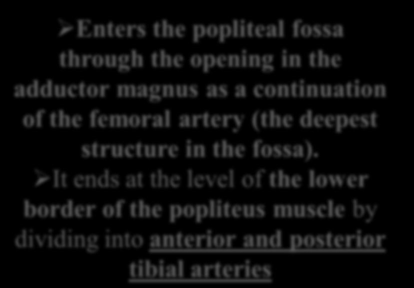 T h e p o p l i t e a l a r t e r y Enters the popliteal fossa through the opening in