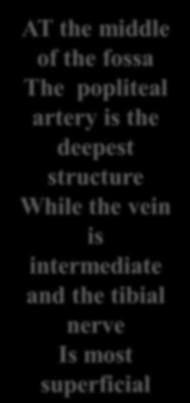anterior and posterior tibial arteries Branches Muscular branches Articular ( genicular)