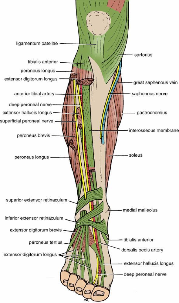 C o m m o n P e r o n e a l N e r v e The smaller terminal branch of the sciatic nerve Arises in the lower third of the thigh.