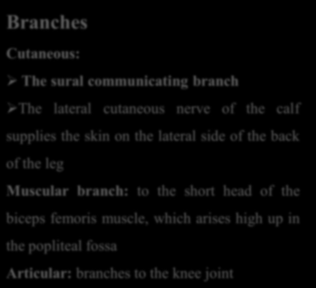 leg Muscular branch: to the short head of the biceps femoris muscle, which