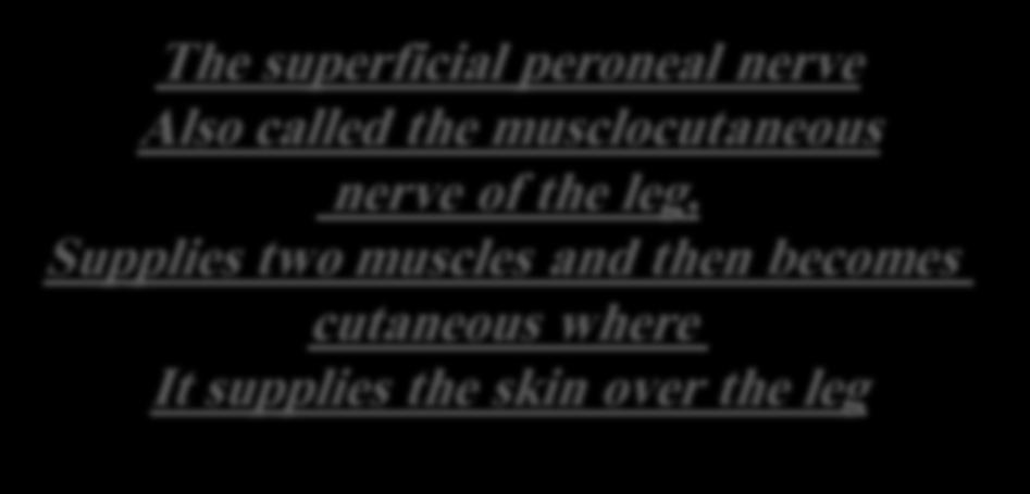 The superficial peroneal nerve Also called the musclocutaneous nerve of the