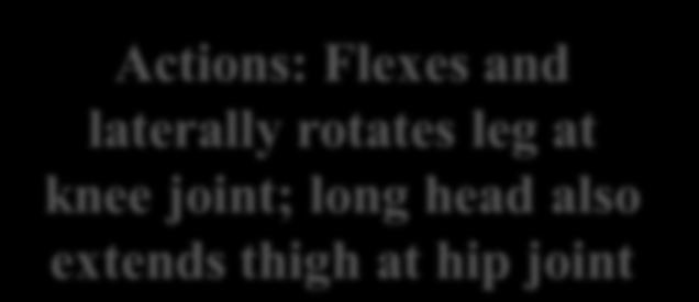 Flexes and laterally rotates