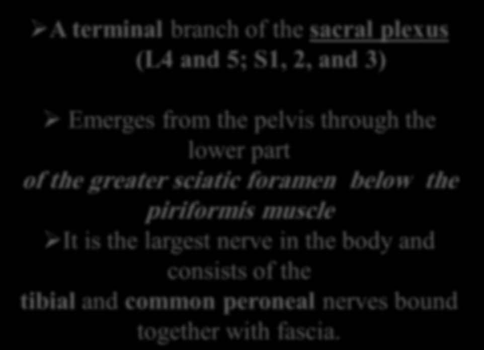 lower part of the greater sciatic foramen below the piriformis
