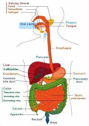 Gastrointestinal Tract (GI Tract) Gastrointestinal Tract (GI Tract) - a series of hollow organs joined in a long,