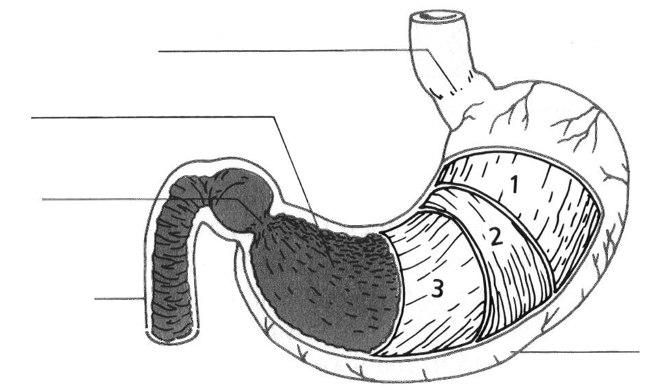 c) peristalsis d) uvula e) cardiac sphincter f) pyloric