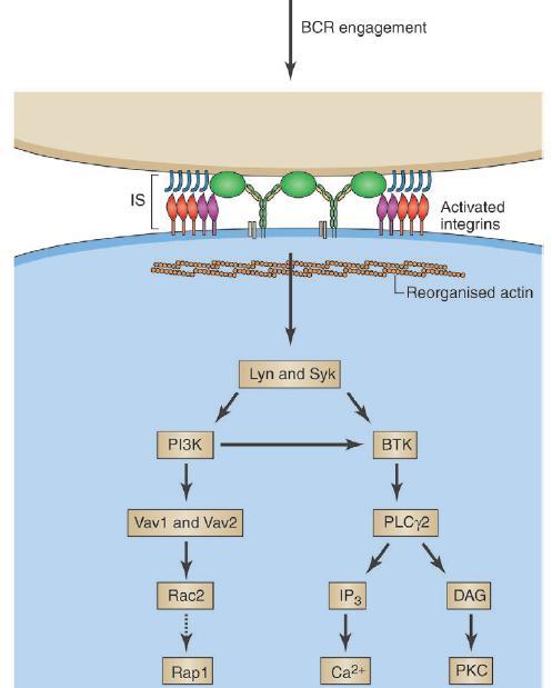 CD49d and regulation of activation LFA-1