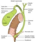 Cystic duct connects the gallbladder to the bile duct Apposed to the liver surface by parietal peritoneum 4 Function of the gallbladder Bile is produced in the liver and stored in the GB until needed