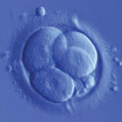 After transferring the embryos, intensive progesterone treatment is usually begun to mimic