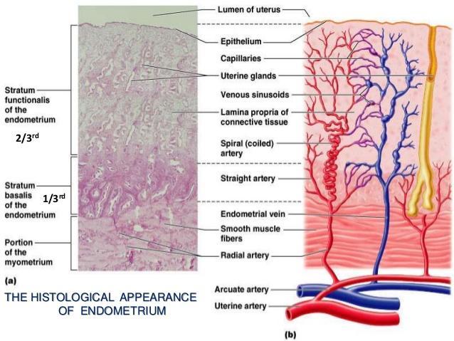 The vasculature of endometrium The menstrual cycle: Estrogens and progesterone control the organs of the female reproductive system.