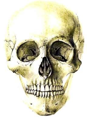 b) Facial Bones