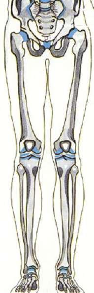 4. Lower Limb Femur thigh bone from hip to knee Patella knee cap