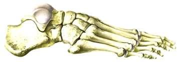 Lower Limb Cont d Talus Tarsals ankle bones calcaneus or the