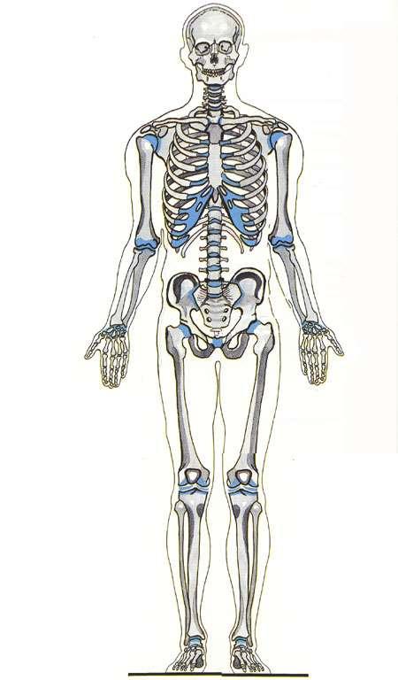 Axial Skeleton Skull