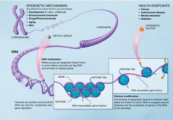 Epigenetic mechanisms Methyl donors like folate &