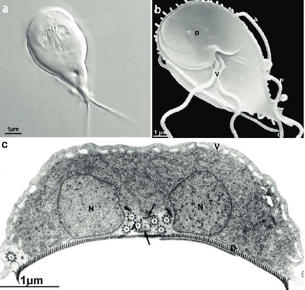 Giardia intestinalis A general view of G. intestinalis trophozoites by light and electron microscopy. (a) Dorsal side of the trophozoite as observed by differential interference contrast (DIC).