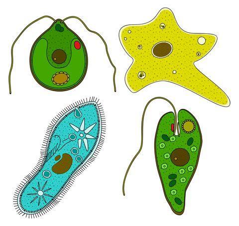 I-Introduction to protozoa Protozoa are: Heterotrophic Eukaryotic Most are unicellular, colonies are rare.