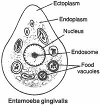 Only the trophozoites are formed and the size is usually 20 micrometers to 150 micrometers in diameter. There are numerous food vacuoles.