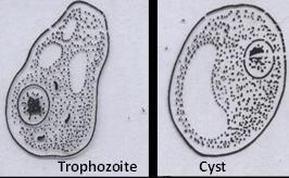 Cysts are the infective stage of I. bütschlii. Unlike trophozoites, cysts are often found in formed stools. We can differentiate between I.