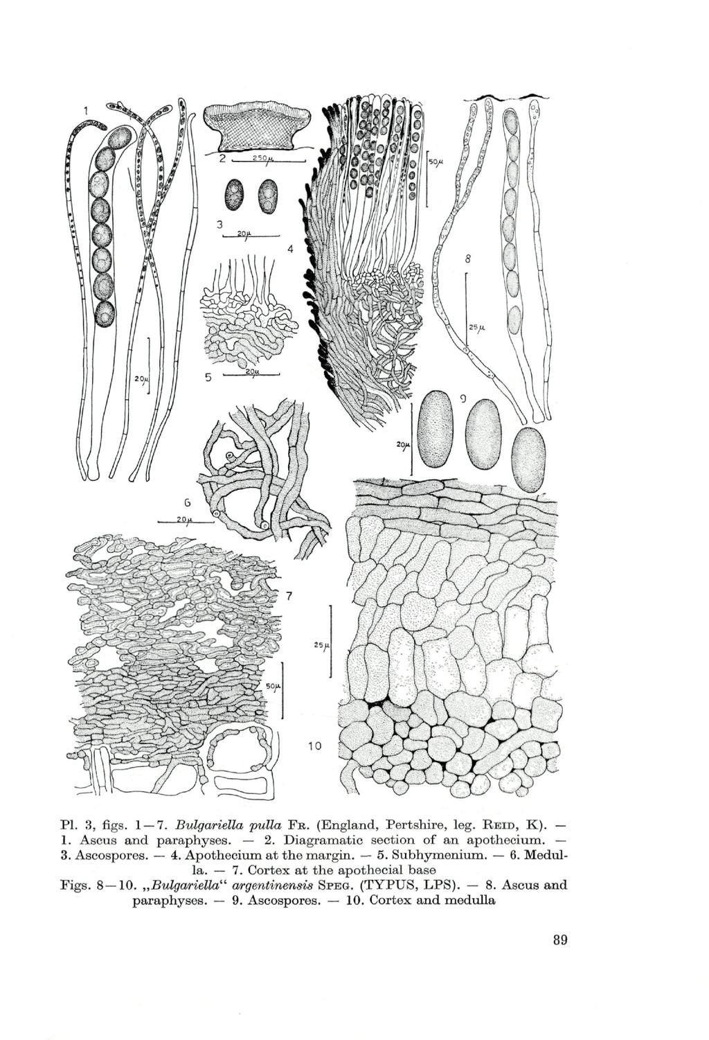 V PI. 3, figs. 1 7. Bulgariella pulla F R. (England, Pertshire, leg. REID, K). 1. Ascus and paraphyses. 2. Diagramatic section of an apothecium. 3. Ascospores. 4.