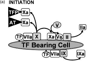 Cell Based Model of Coagulation TF bearing cells are extrinsic to blood until injury or inflammation Once injury occurs TF bearing cells bind quickly with fviia Small amounts of