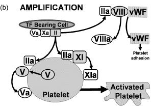 Cell Based Model of Coagulation Smith A.