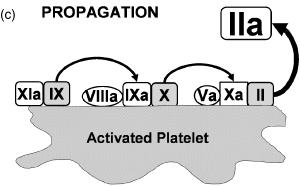 Cell Based Model of Coagulation Smith A.