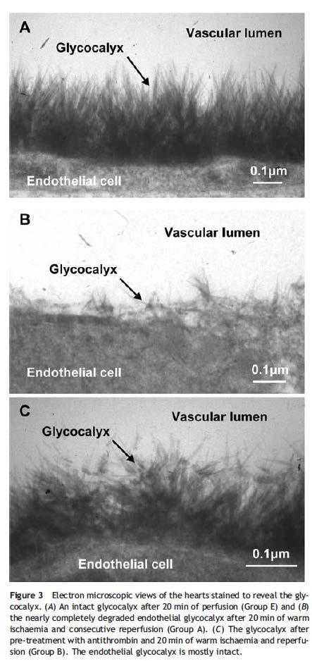 Glycocalyx functions Prevent leukocyte/erythrocyte from interacting with