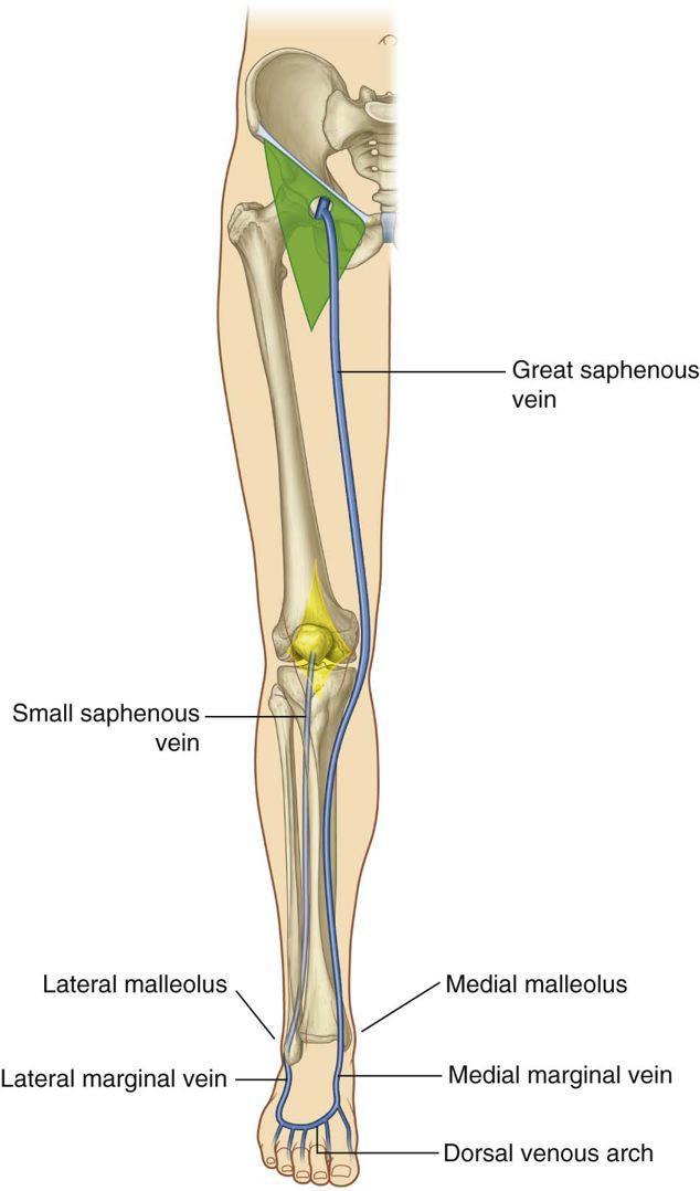 Superficial veins of lower limb Great (long) saphenous vein Passes up the medial side of the leg, knee, and thigh Ascends in company with the Saphenous nerve Passes through the Saphenous opening